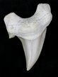 Otodus Shark Tooth Fossil - Eocene #22661-1
